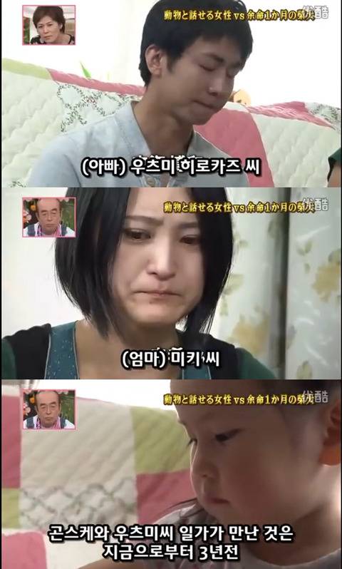 사고로 하반신 마비가되자 주인에게 비참하게 버림받은 시바견 사연 (애니멀 커뮤니케이터 하이디) | 인스티즈