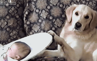 밥값 하는 강아지 | 인스티즈