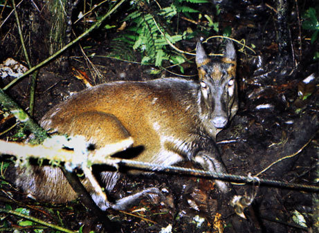 [동물칭구] 당신이 처음 봤을 수도 있는 희귀동물들 50종 | 인스티즈