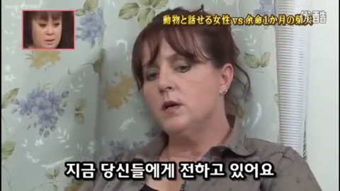 사고로 하반신 마비가되자 주인에게 비참하게 버림받은 시바견 사연 (애니멀 커뮤니케이터 하이디) | 인스티즈