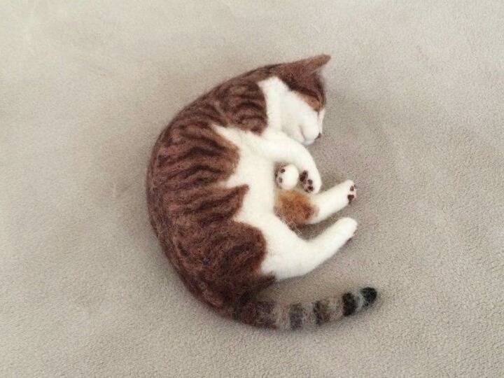 고양이 태어나는 과정 | 인스티즈