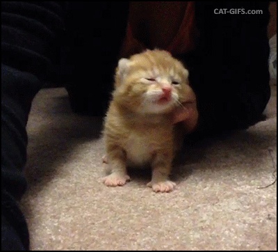 아기 고냥이 움짤.gif | 인스티즈