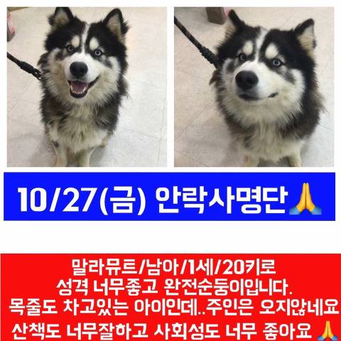 곧 안락사될 아이 보고가줘ㅠㅠㅠ | 인스티즈