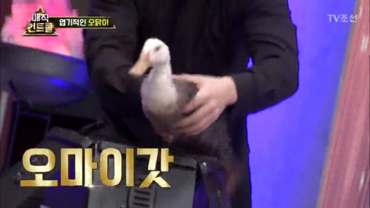 최현우 충격 엽기적인 동물마술 | 인스티즈