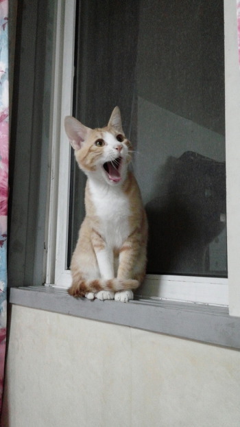 하품하는 고양이.jpg | 인스티즈