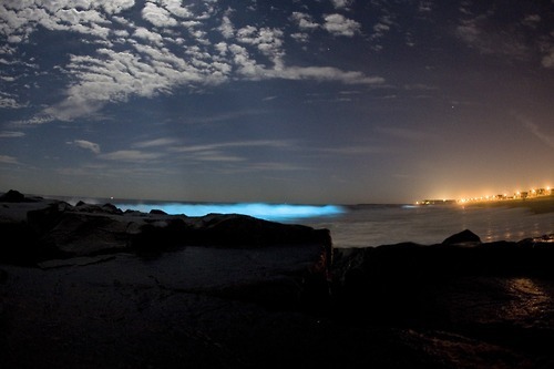 바다의 은하수 | 인스티즈