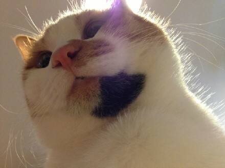 정신이 들었느냥 닝겐 | 인스티즈