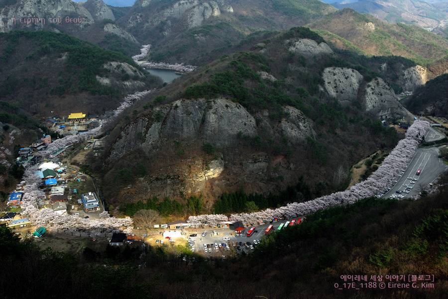 여자친구와 함께 떠나는 국내 최고의 벚꽃드라이브코스 | 인스티즈
