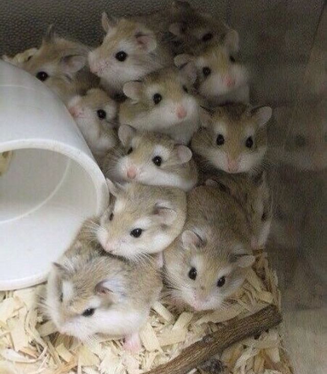 엄연한 동물학대 | 인스티즈