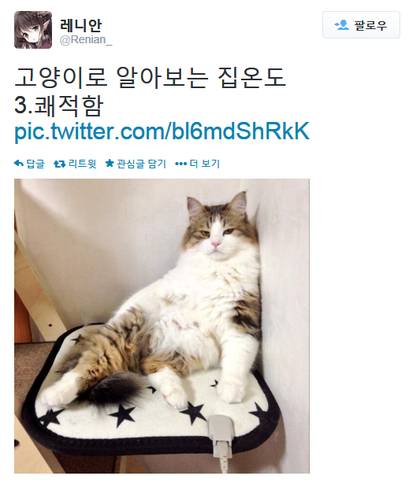 고양이로 알아보는 집 온도.twt | 인스티즈