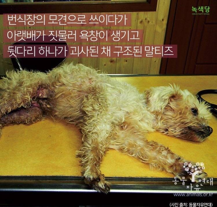 강아지 키우고 싶으세요?? 인간의 잔인함이 드러나는 강아지 공장 | 인스티즈