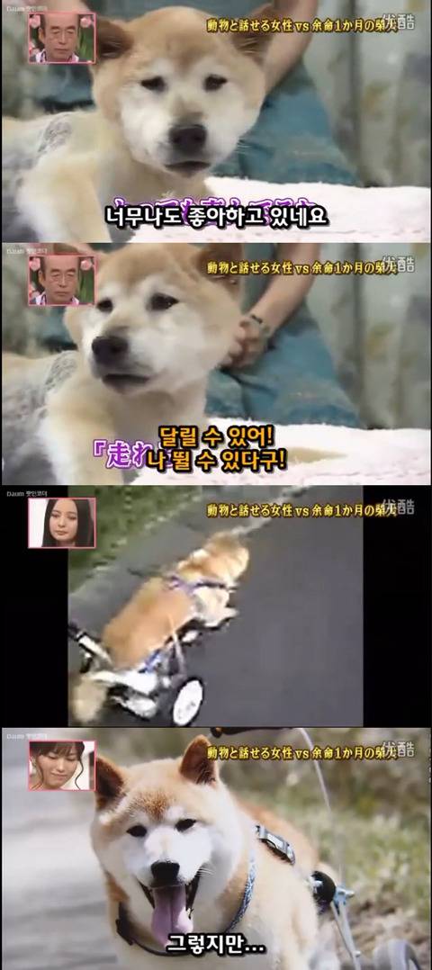 사고로 하반신 마비가되자 주인에게 비참하게 버림받은 시바견 사연 (애니멀 커뮤니케이터 하이디) | 인스티즈