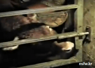 탈출하는 소.gif | 인스티즈