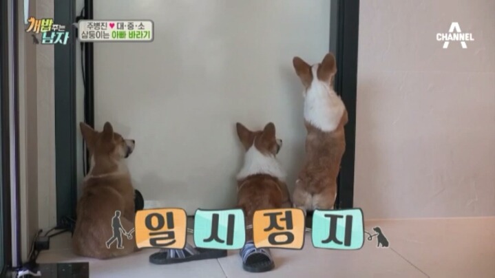 [개밥주는남자] 웰시코기 삼둥이 대중소의 일상.jpg | 인스티즈