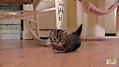 아기 고냥이 움짤.gif | 인스티즈