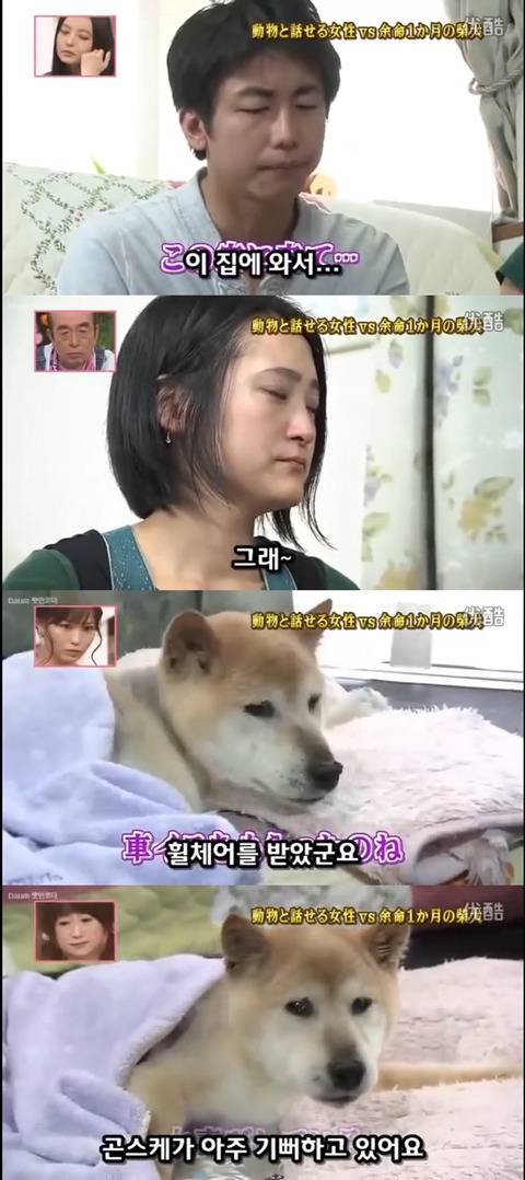 사고로 하반신 마비가되자 주인에게 비참하게 버림받은 시바견 사연 (애니멀 커뮤니케이터 하이디) | 인스티즈