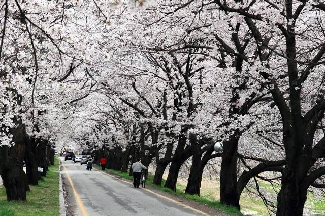 여자친구와 함께 떠나는 국내 최고의 벚꽃드라이브코스 | 인스티즈