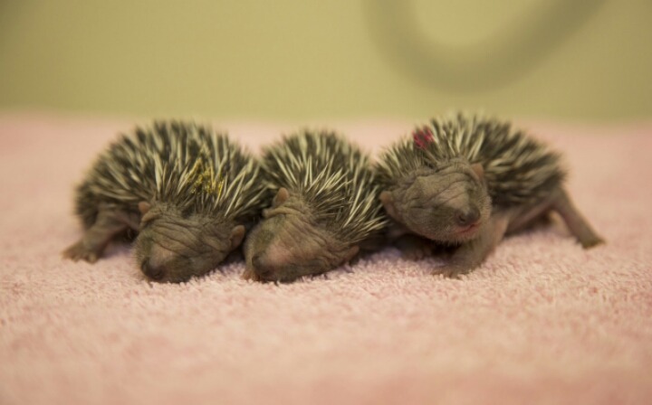 고슴도치의 귀여움에 대한 고찰.gif | 인스티즈