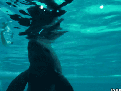 웃기고 귀엽고 희귀한 돌고래들의 모습들 | 인스티즈