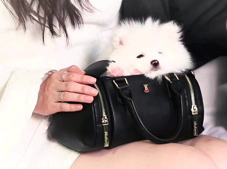 [트와이스] 나연쓰와 광고 찍은 멍멍쓰 ㅋㅋㅋㅋ | 인스티즈