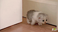 아기 고냥이 움짤.gif | 인스티즈