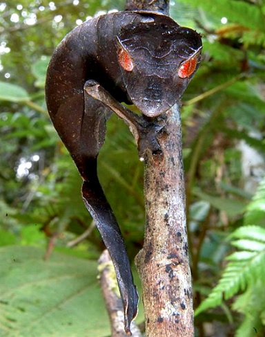 [동물칭구] 당신이 처음 봤을 수도 있는 희귀동물들 50종 | 인스티즈