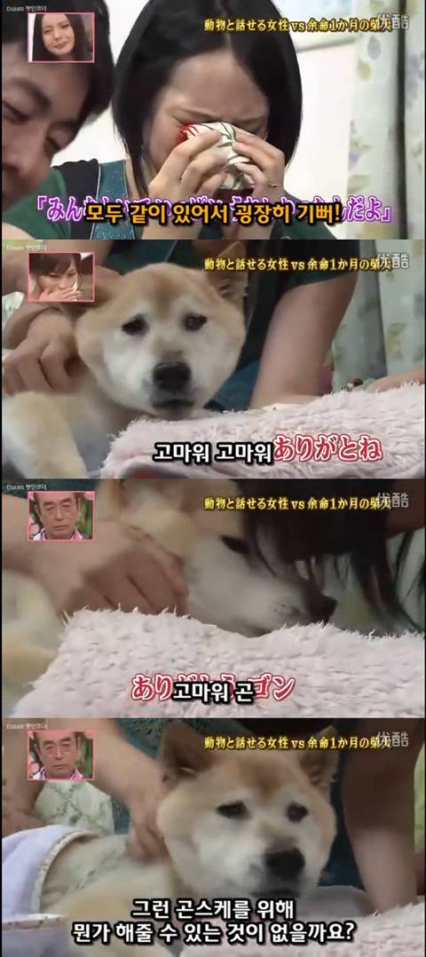 사고로 하반신 마비가되자 주인에게 비참하게 버림받은 시바견 사연 (애니멀 커뮤니케이터 하이디) | 인스티즈