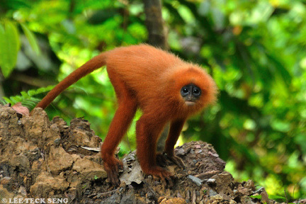 [동물칭구] 당신이 처음 봤을 수도 있는 희귀동물들 50종 | 인스티즈