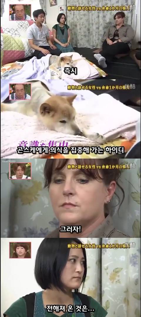 사고로 하반신 마비가되자 주인에게 비참하게 버림받은 시바견 사연 (애니멀 커뮤니케이터 하이디) | 인스티즈