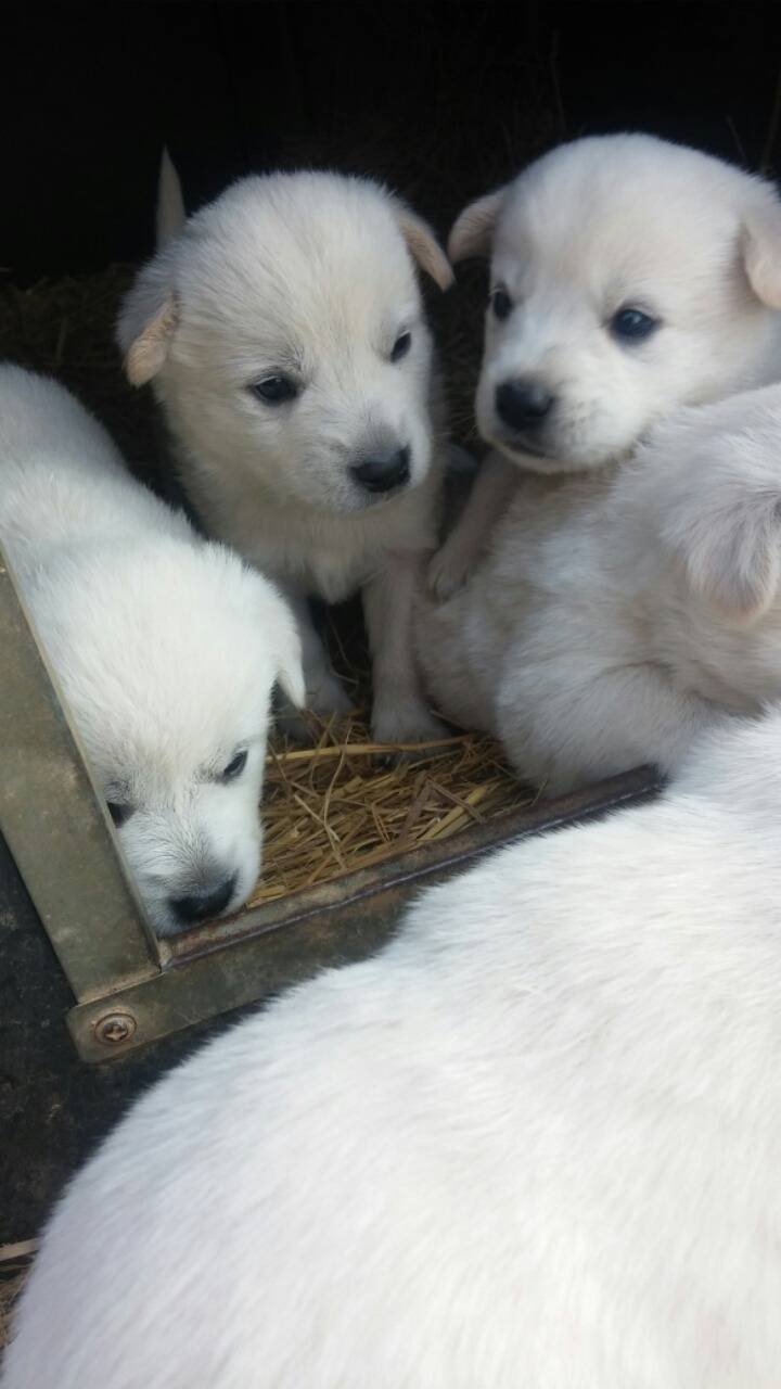 폭풍성장중인 똥개 흰둥이들.jpg | 인스티즈