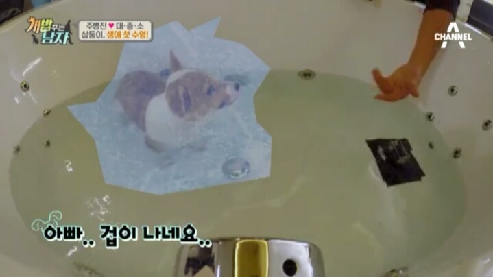 [개밥주는남자] 웰시코기 삼둥이 대중소의 일상.jpg | 인스티즈