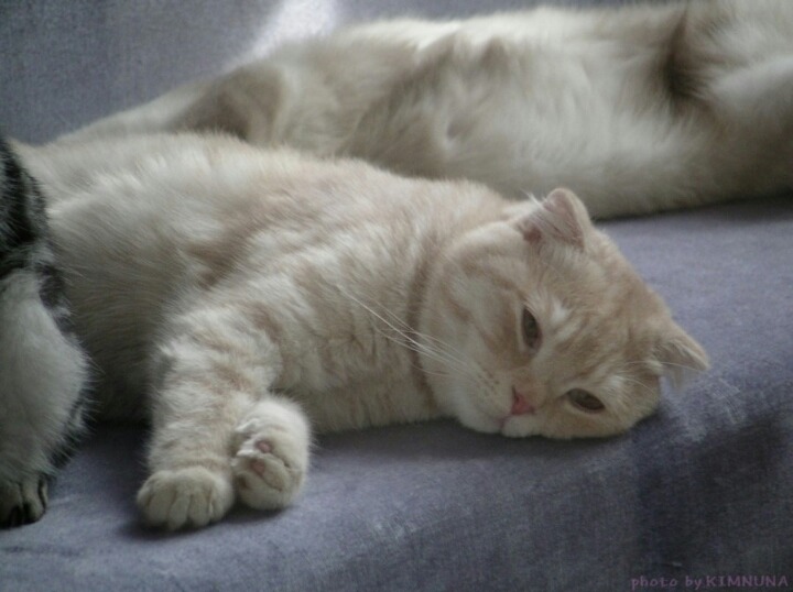 짱덕미 터지는 시아준수 고양이.jpg | 인스티즈