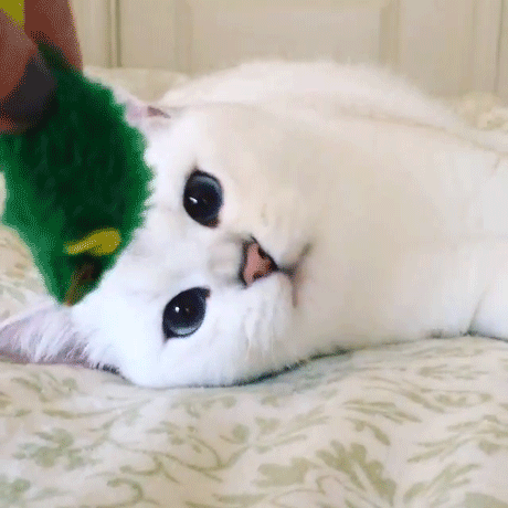 눈이 상당히 미묘한 고양이.jpg | 인스티즈