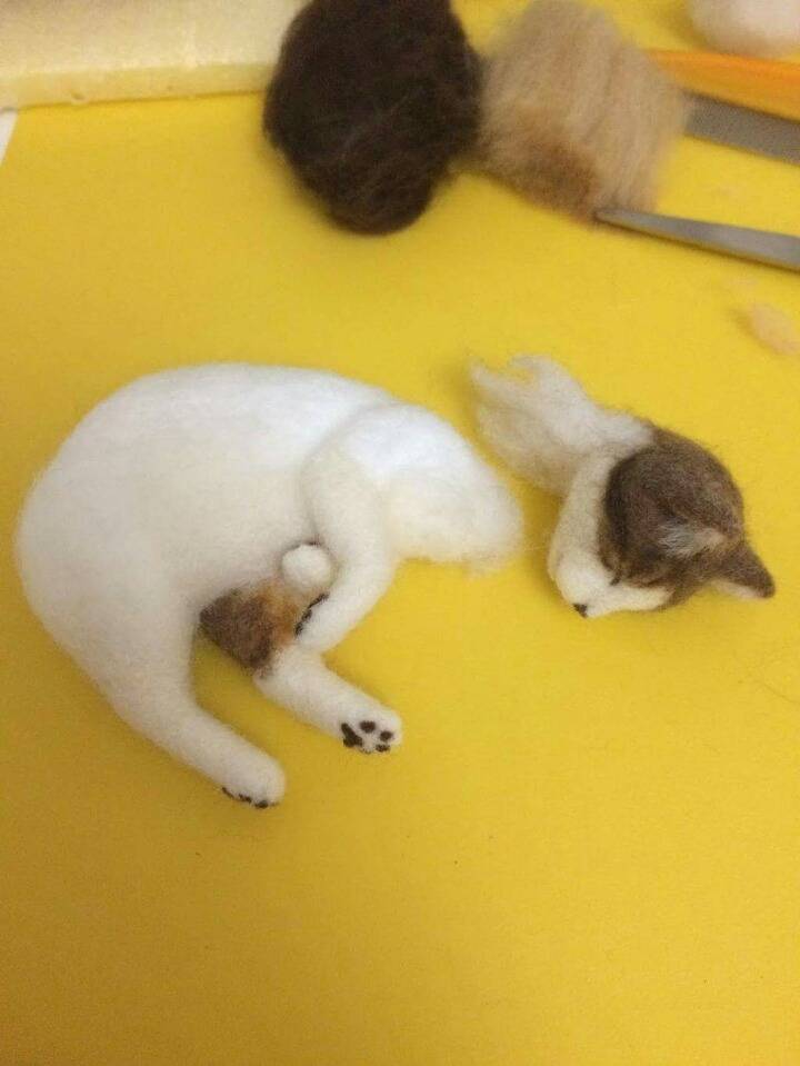 고양이 태어나는 과정 | 인스티즈