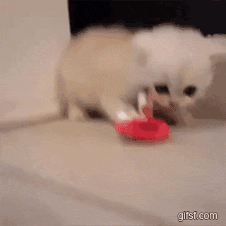 아기 고냥이 움짤.gif | 인스티즈
