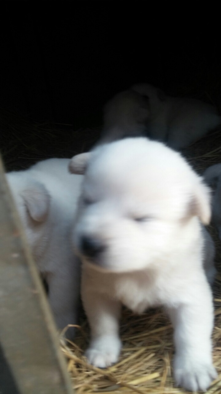 폭풍성장중인 똥개 흰둥이들.jpg | 인스티즈