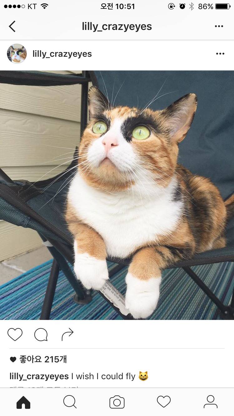 특이하게 생긴 고양이 | 인스티즈