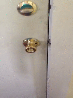 [데이터주의] 고양이-고양이-고양이-고양이-고양이-Cat.gif | 인스티즈