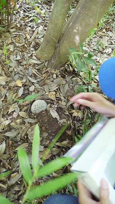 일본초딩이 찍은 헤라클레스 장수풍뎅이의 일생 | 인스티즈