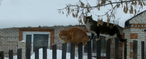 고양이의 운동신경 | 인스티즈