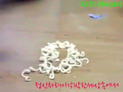 우리가 잘 몰랐던 고양이 종 | 인스티즈