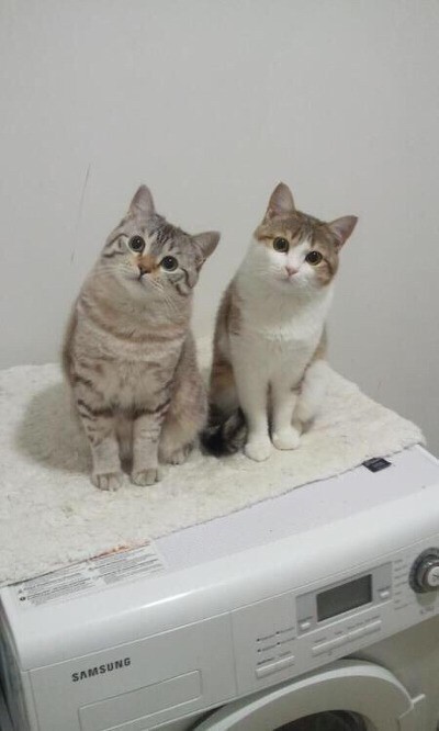 살찐이(feat.야옹🐈🐾) | 인스티즈