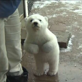 기괴하게 생긴걸로는 만렙보스인 말레이곰 (혐오주의) | 인스티즈