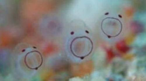 만화 캐릭터 같은 멍게 새끼 | 인스티즈