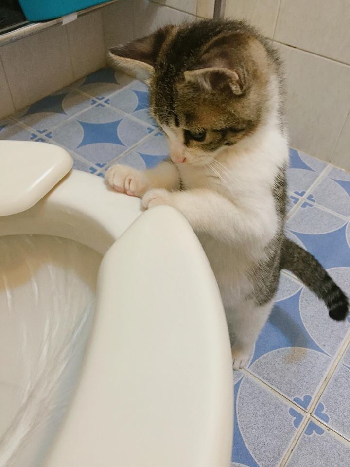 물 내려가는 변기가 신기한 고양이.jpg | 인스티즈