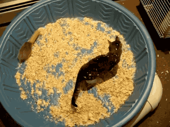 고양이 대 고슴도치 | 인스티즈