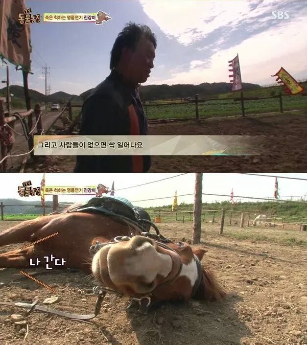 죽은척 하는 말 | 인스티즈