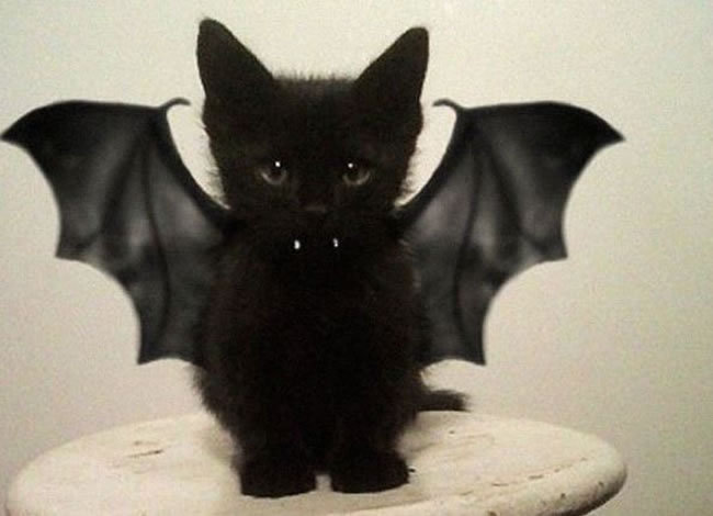 해외에서 귀엽다고 난리인 할로윈 고양이 코스튬 | 인스티즈