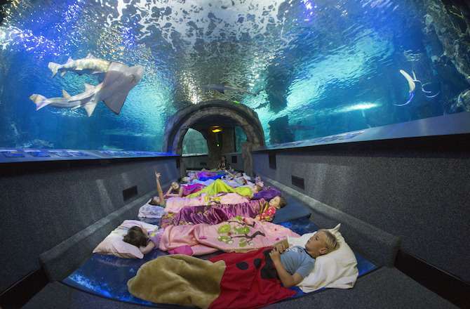 수족관에서 하룻밤.jpg | 인스티즈