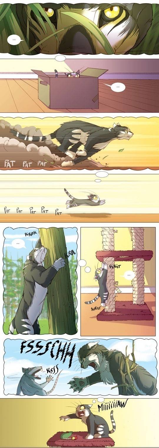 고양이가 생각하는 자기모습 | 인스티즈